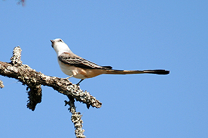 Scissor-tailed Flycatcher